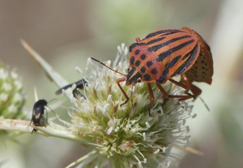 Réf. 261 964 : Graphosoma semipunctatum